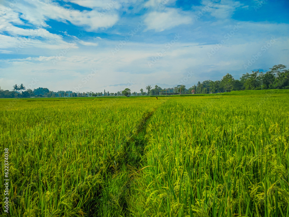 Traditional rice farming landscape of rice fields and blue sky. Traditional rice farming landscape of rice fields and blue sky.
