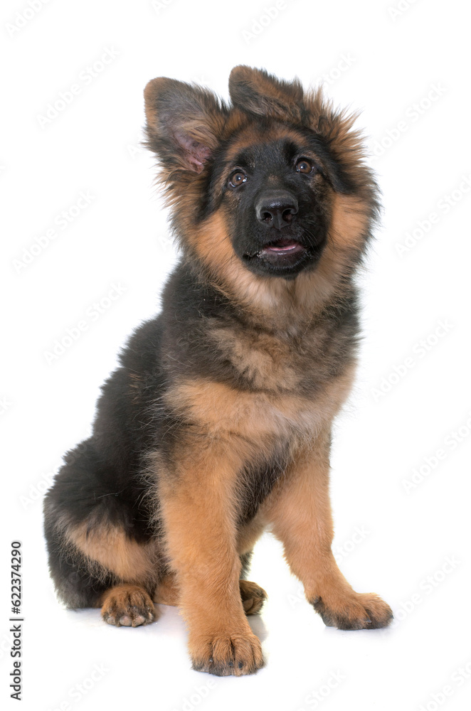 puppy german shepherd in front of white background puppy german shepherd in front of white background