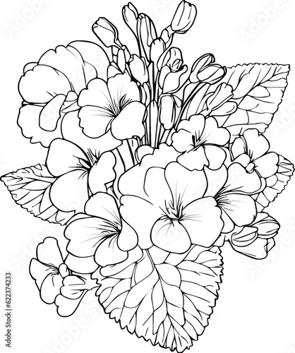 Primrose flower vector  elements summer collection  hand-painted primrose coloring pages  vector sketch  pencil art primula flower  vintage floral design wildflowers with coloring book for adults