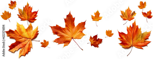 autumn colored fall leaf texture on transparent background overlay 