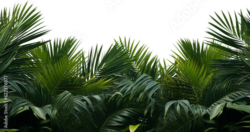 palm tree leaves overlay texture, border of fresh green tropical plants isolated on transparent background 