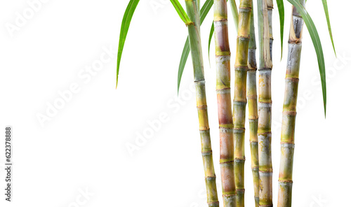Fototapeta Naklejka Na Ścianę i Meble -  Sugar cane plant isolated on white background.