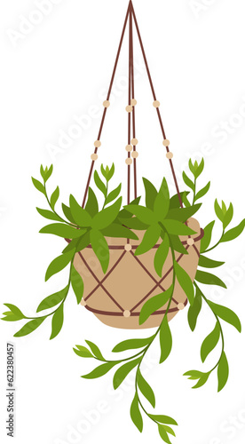 Hanging creeper plant in pot. Isolated vector flower with cascading leaves and vines with delicate tendrils, perfect for indoor or outdoor decoration, home, office interior design