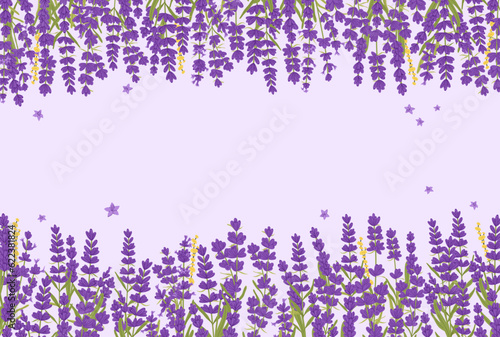 Lavender flowers background with vector floral borders of purple, violet and lilac provence lavandula blossoms. Bunches of garden plant and herb branches with aroma leaves, lavender flowers and grass