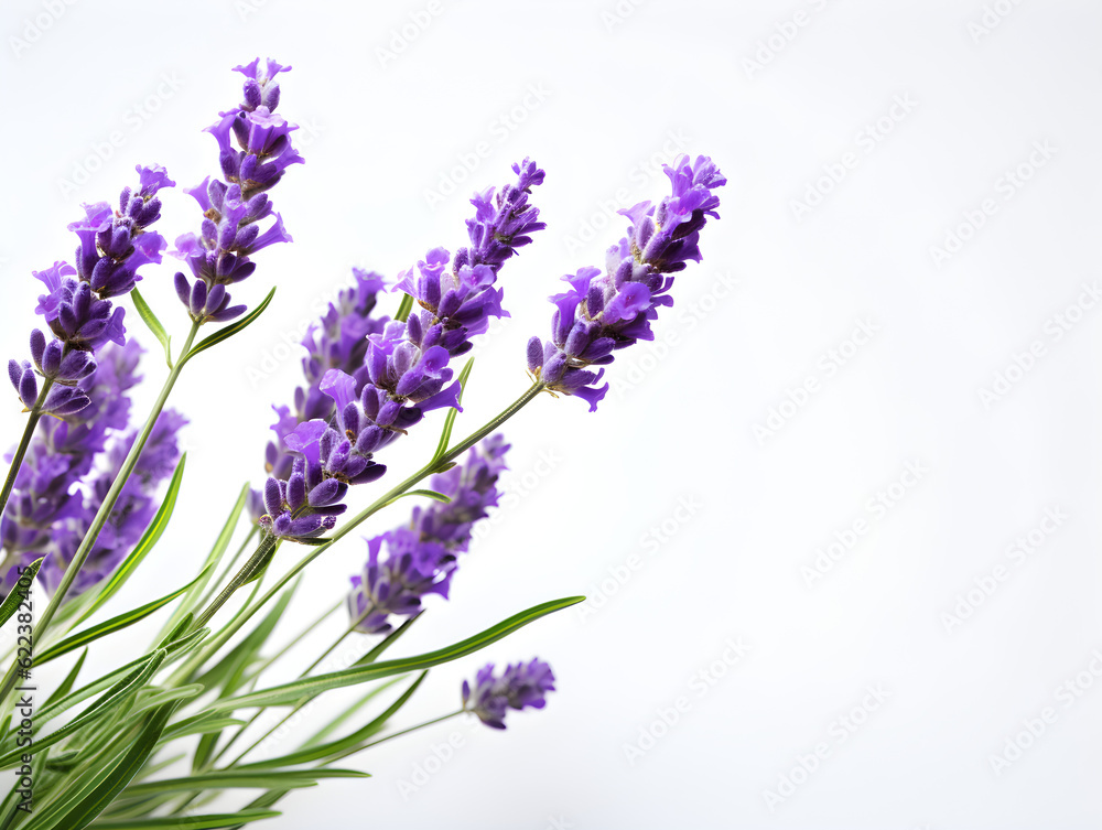 Lavender symbolizes hopeful waiting, memory, glory, success and achievement.
Lavender scent is often used to help relax. Generative AI. Illustration. Lavender symbolizes hopeful waiting, memory, glory, success and achievement.
Lavender scent is often used to help relax. Generative AI. Illustration.