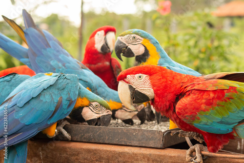 Macaws feeding.