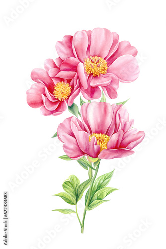 Peonies on white isolated background. Watercolor Flowers. Watercolour floral illustration  bouquet of pink peonies