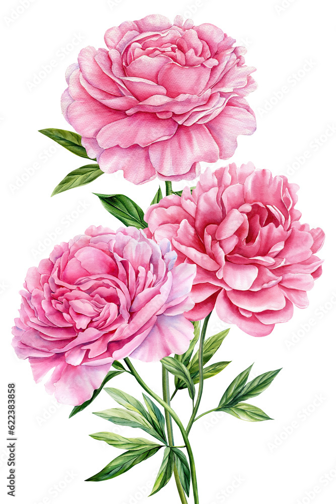 Peonies flowers on white background, watercolor floral elements, watercolor flower clipart, bouquet of pink peonies