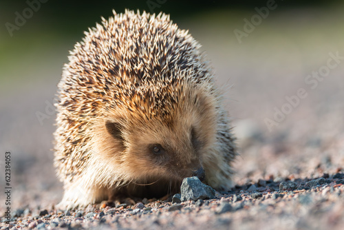 Canvas Print Hedgehog, close-up of the whole body