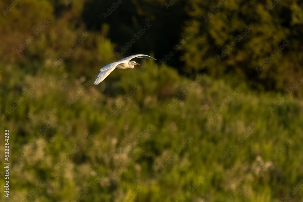 A cattle egret flying along the Sierras Chicas mountains in Cordoba, Argentina A cattle egret flying along the Sierras Chicas mountains in Cordoba, Argentina