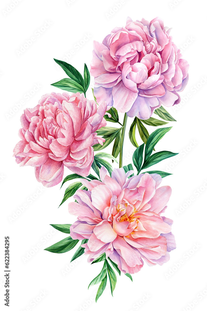 Flower clipart, bouquet of pink peonies. Peonies flowers on white background, watercolor botanical illustration Flower clipart, bouquet of pink peonies. Peonies flowers on white background, watercolor botanical illustration
