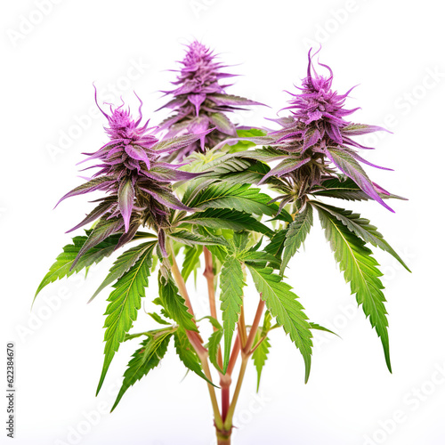 Cannabis Buds and Leafs with orange Buds, ai generated