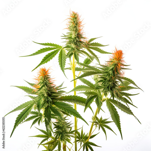Cannabis Buds and Leafs with orange Buds, ai generated © Alina Young