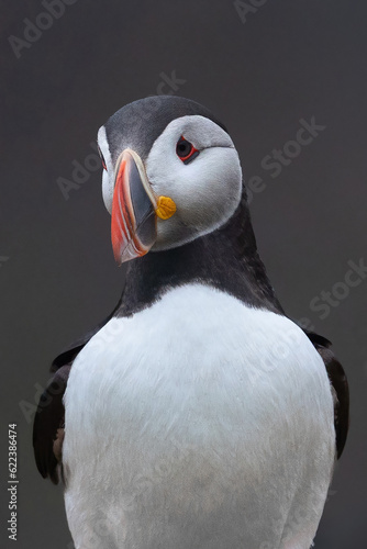 Close up of puffin bird or Fratercula in Iceland in summer season on cliff sea beach background. Animal.