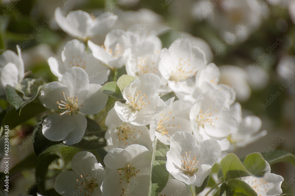 white flowers of a flowering tree in summer white flowers of a flowering tree in summer