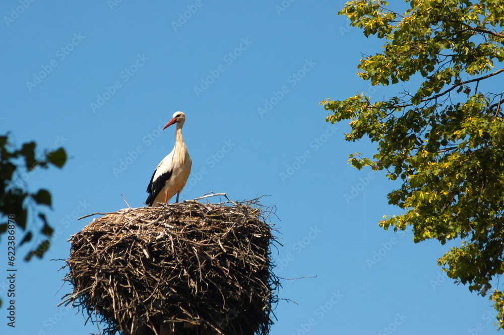 Fototapeta premium stork in the nest against the blue sky