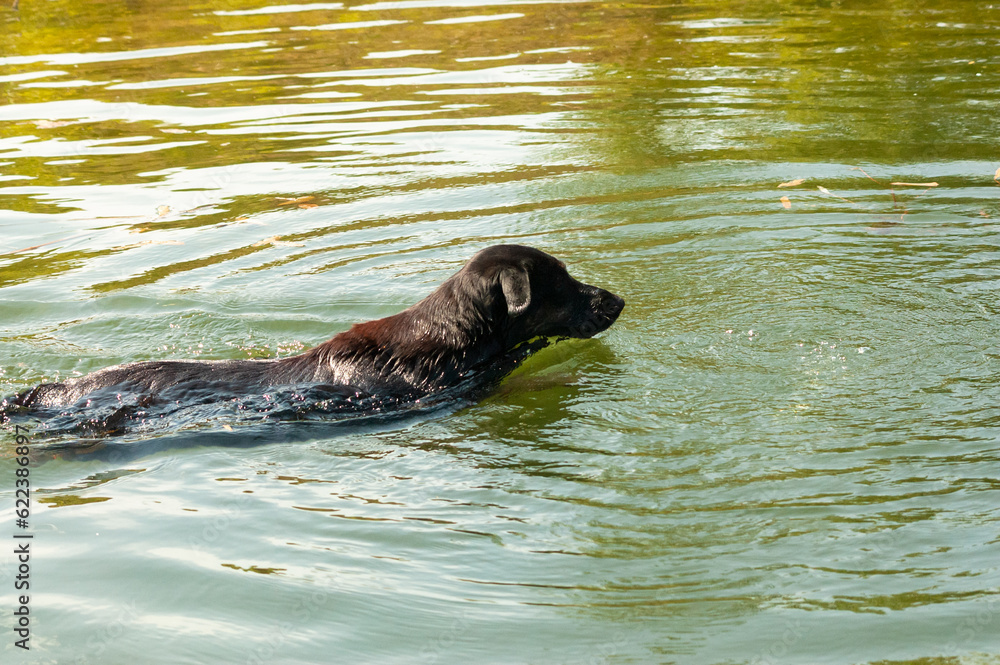 Fototapeta premium dog swims in the river in summer