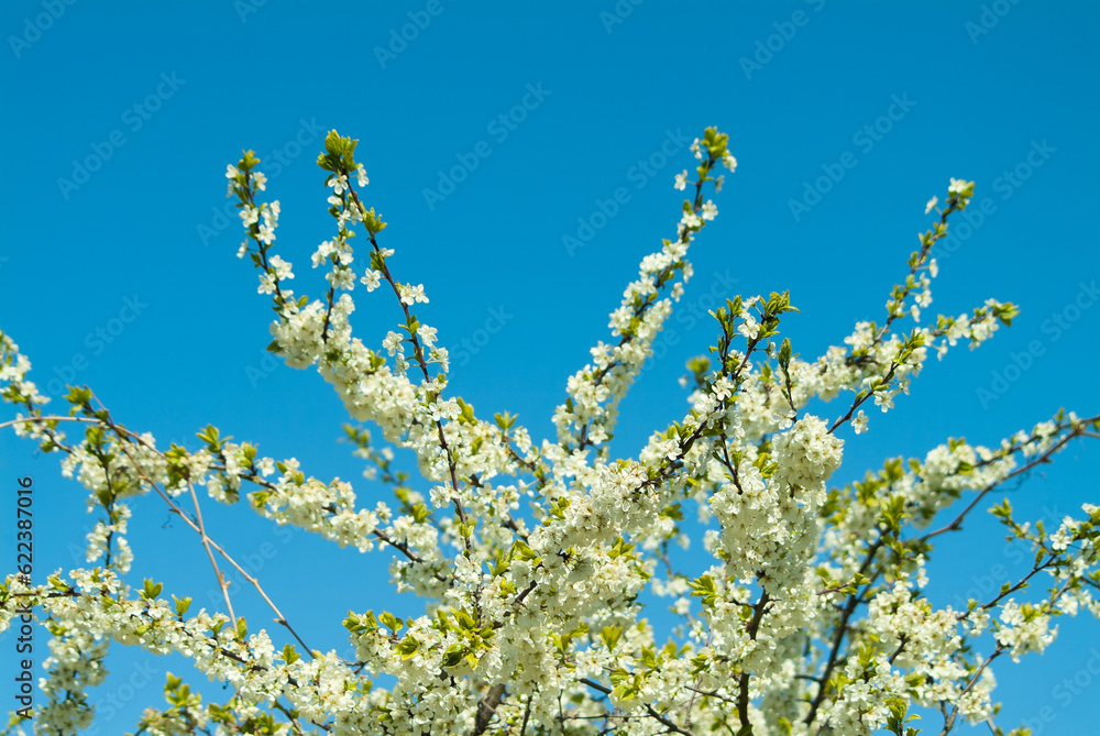 branches of flowering trees against the blue sky bottom view branches of flowering trees against the blue sky bottom view