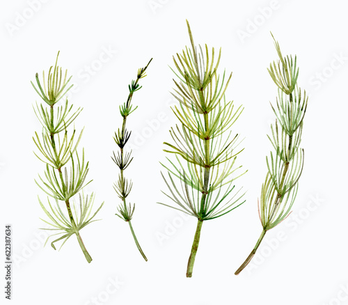 Set of forest twigs isolated on a white background. Thin  green sprigs of leaves like needles  algae  sea grasses.