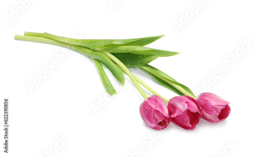 Beautiful pink tulip flowers isolated on white