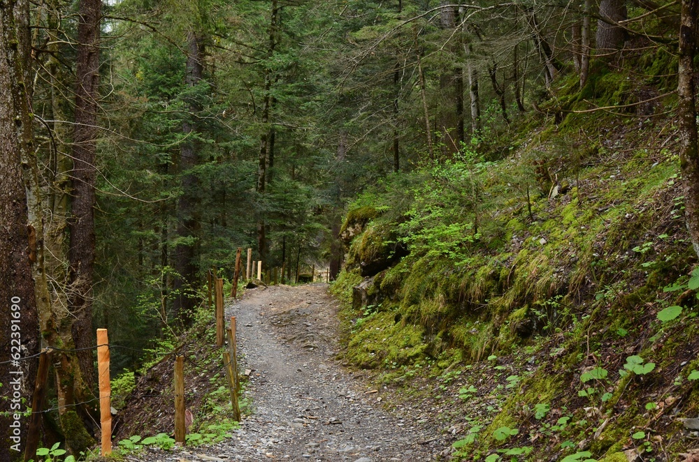 Beautiful view of pathway among green tall trees in forest Beautiful view of pathway among green tall trees in forest