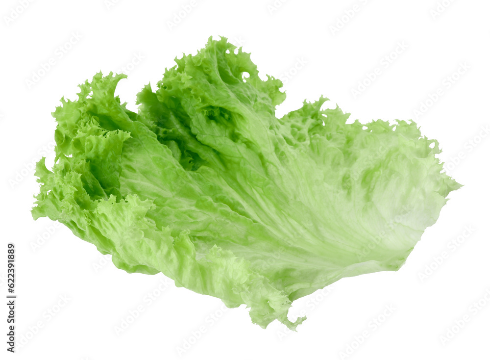 One green lettuce leaf isolated on white. Salad greens One green lettuce leaf isolated on white. Salad greens