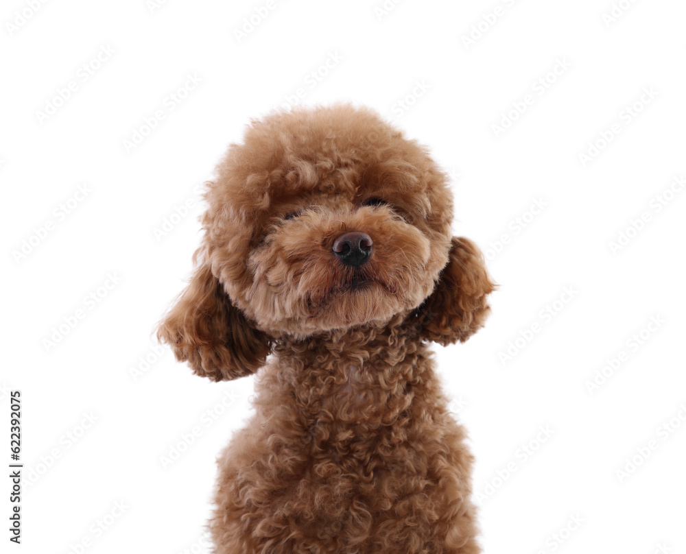 Cute Maltipoo dog on white background. Lovely pet Cute Maltipoo dog on white background. Lovely pet