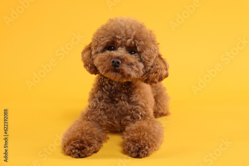 Cute Maltipoo dog on orange background. Lovely pet photo
