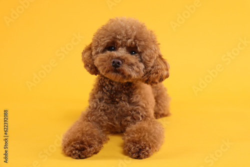 Fotografie Cute Maltipoo dog on orange background. Lovely pet