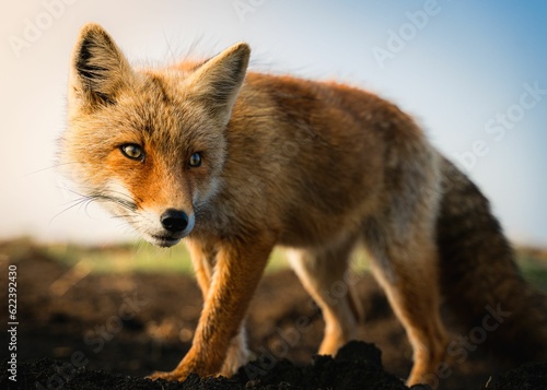 AI generated illustration of an adorable red fox in its natural habitat