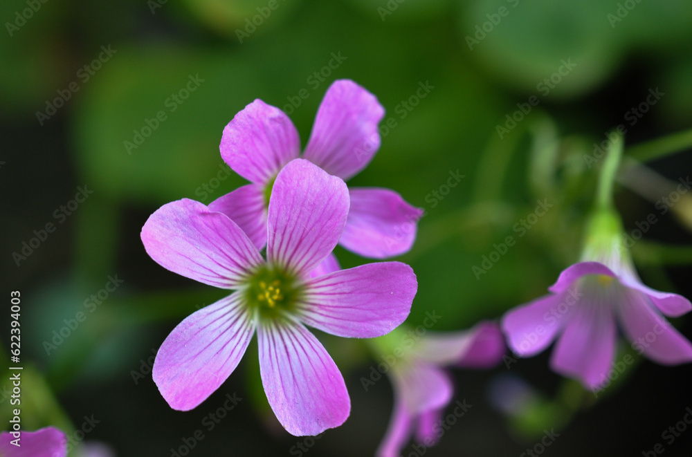 Flores Flores