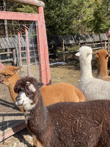 Fototapeta samoprzylepna llama in zoo
