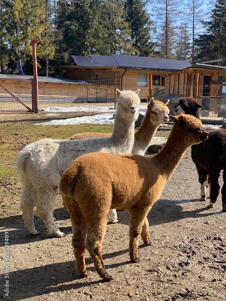 Obraz premium llama in the zoo