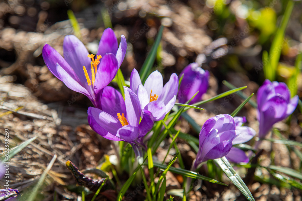 Spring crocus flowers