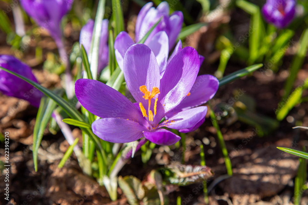 Spring crocus flowers Spring crocus flowers