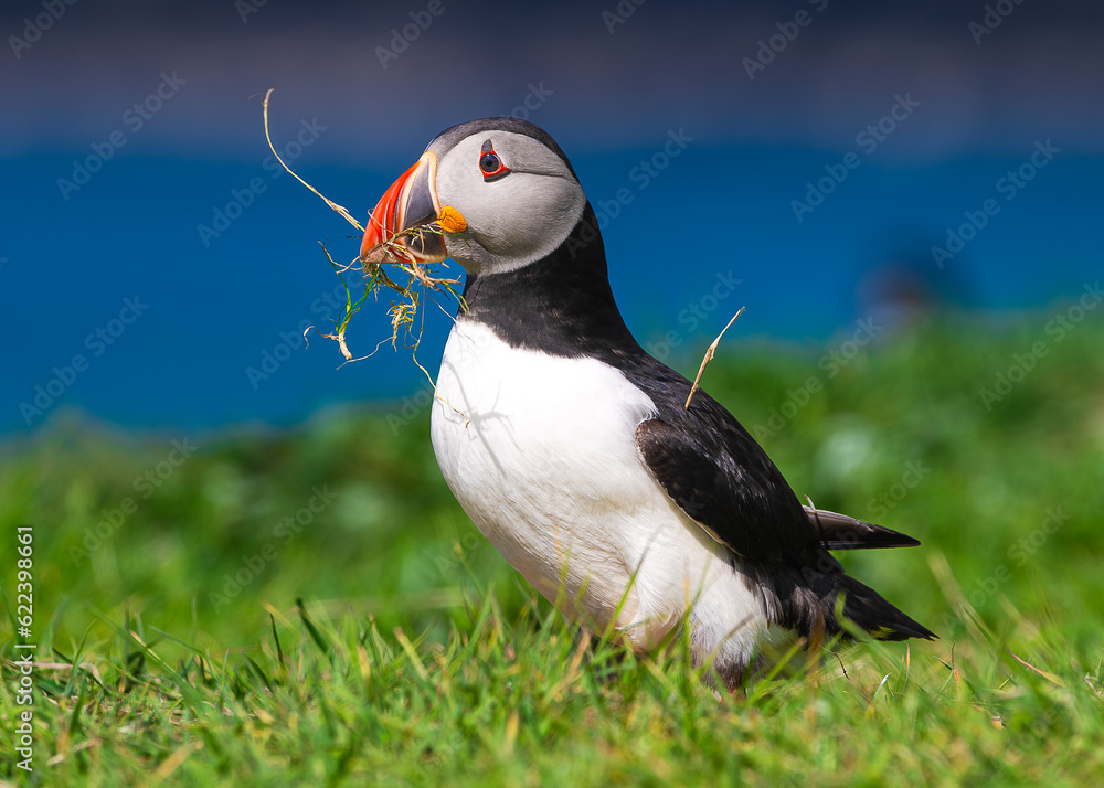 Naklejka premium Nesting Puffin