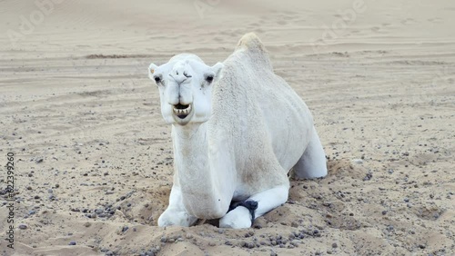 A white camel, dromedary eats chews while relaxing laying in the sand. Sahara desert of Morocco. 4k footage