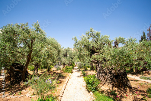 Garden of Gethsemane in Jerusalem