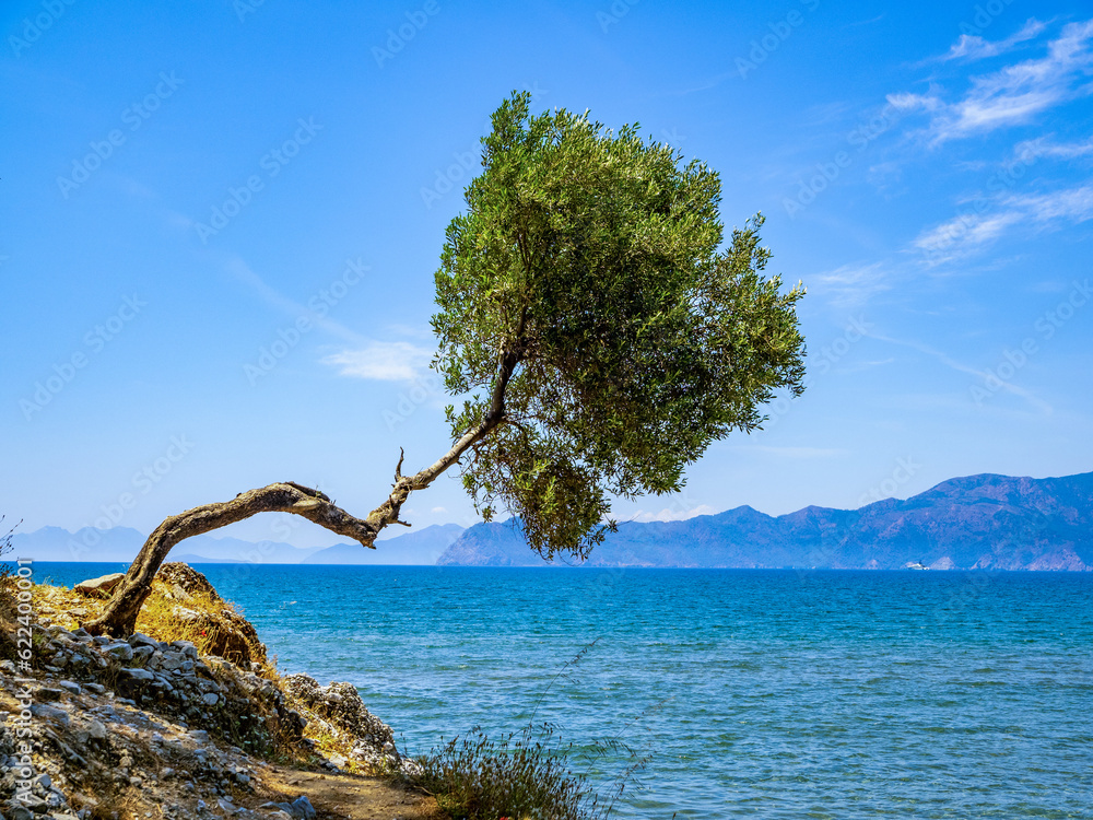 Ein einsamer Baum lehnt über dem Meer