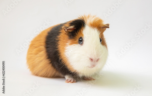 Cute funny guinea pig over white background