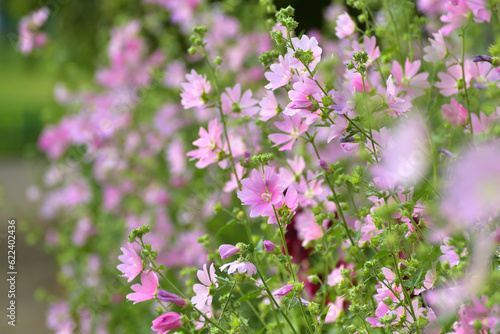 Thickets of wild profusely blooming pink mallow