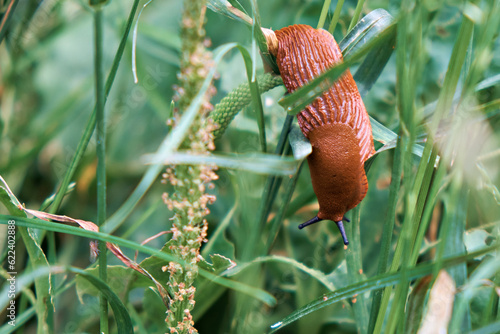 A large red Spanish slug crawls on the grass. Close-up