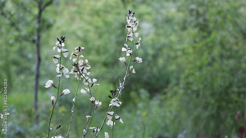Whispers of Spring: Arugula Blossoms in Serene Motion Whispers of Spring: Arugula Blossoms in Serene Motion