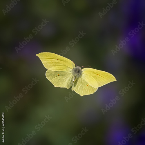 Common Brimstone, Gonepteryx rhamni