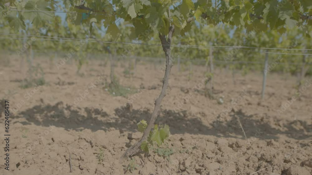 Young vine tree trunk with slight wind 6K to UHD
Young vine tree trunk with slight wind 6K to UHD