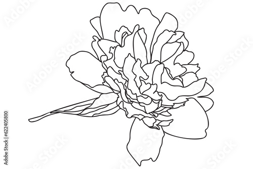 chrysanthemum drawn in black on a white background can be used for cards, March 8, Valentine, tattoo, clothing printing, coloring
