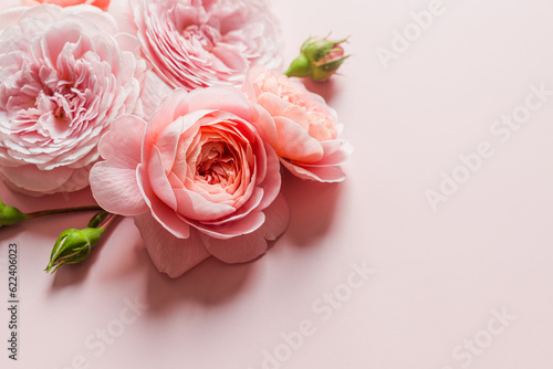 David Austin roses on the pink background for design