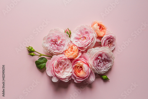 David Austin roses on the pink background for design