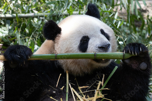 Giant Panda  Ao Liao aka Oreo in Panda Valley  China
