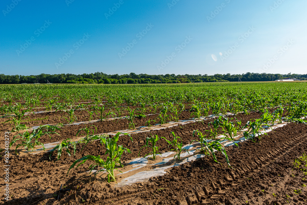 Rural fields, fresh corn crop, agro crop seedlings.